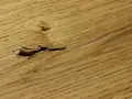 Beschädigter Holzboden mit Rissen und Splittern, bereit zum Ausbessern.