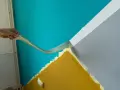 Hand zieht Klebeband ab, um eine scharfe Kante beim Wand malen zu schaffen. Türkis trifft auf Grau und Ockergelb.