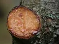 Frisch geschnittener Baumstamm mit tropfendem Harz. Das Harz von Holz entfernen ist eine natürliche Reaktion des Baumes.