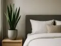 Ein Bogenhanf auf einem Nachttisch neben einem Bett mit weißen Kissen und Bettwäsche. Ein ruhiger Bogenhanf-Schlafzimmer-Akzent.