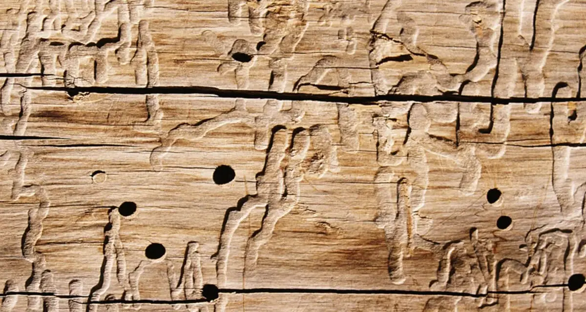 Holzwurm-Gänge und -Löcher im Holz. Die Spuren zeigen, wie der Holzwurm sich durch das Material gefressen hat.