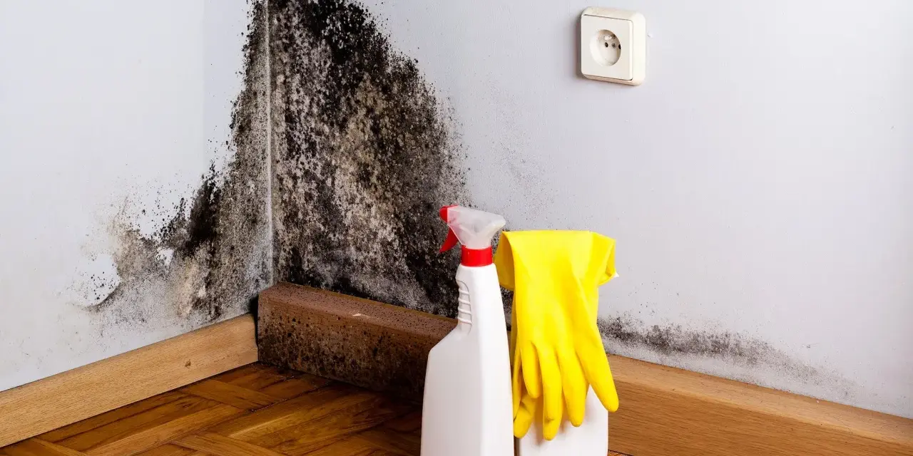 Schimmelbefall an der Wand, daneben Sprühflasche und Handschuhe für die Schimmelbeseitigung.