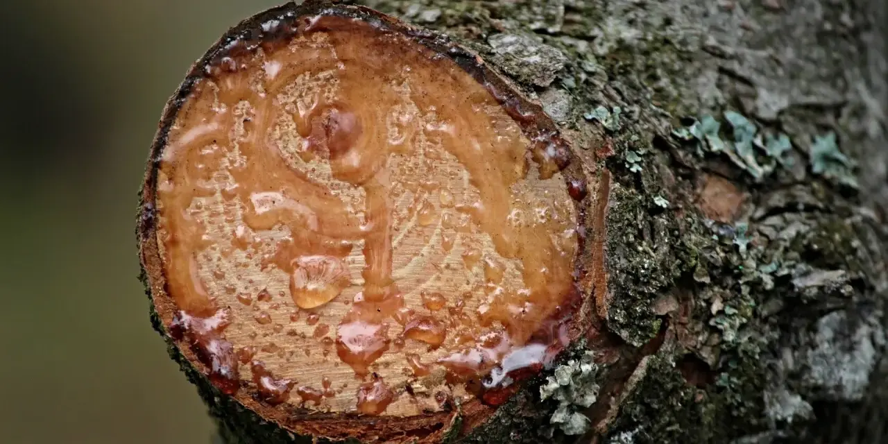 Frisch geschnittener Baumstamm mit tropfendem Harz. Das Harz von Holz entfernen ist eine natürliche Reaktion des Baumes.