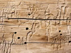Holzwurm-Gänge und -Löcher im Holz. Die Spuren zeigen, wie der Holzwurm sich durch das Material gefressen hat.