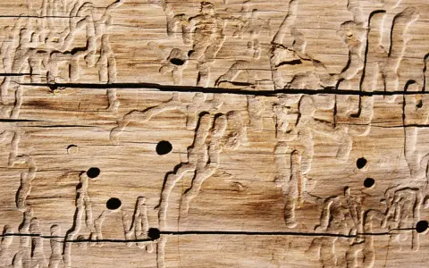 Holzwurm-Gänge und -Löcher im Holz. Die Spuren zeigen, wie der Holzwurm sich durch das Material gefressen hat.