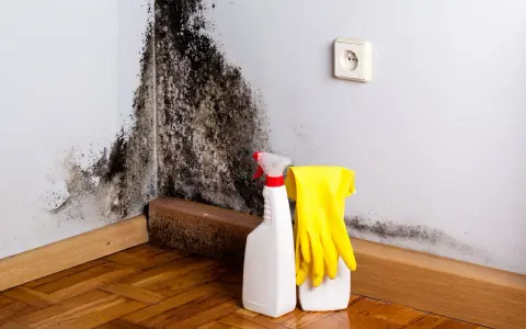 Schimmelbefall an der Wand, daneben Sprühflasche und Handschuhe für die Schimmelbeseitigung.