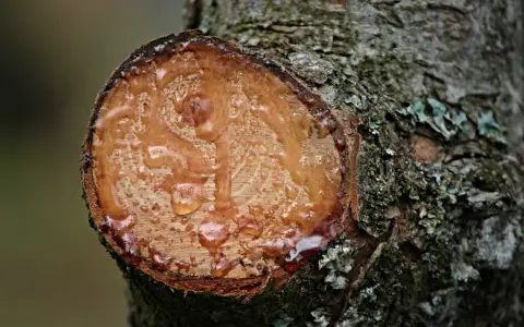 Frisch geschnittener Baumstamm mit tropfendem Harz. Das Harz von Holz entfernen ist eine natürliche Reaktion des Baumes.