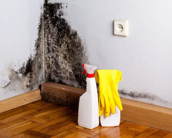Schimmelbefall an der Wand, daneben Sprühflasche und Handschuhe für die Schimmelbeseitigung.