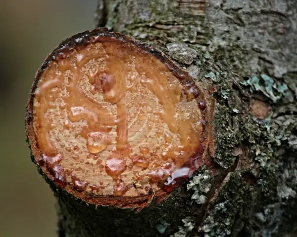 Frisch geschnittener Baumstamm mit tropfendem Harz. Das Harz von Holz entfernen ist eine natürliche Reaktion des Baumes.