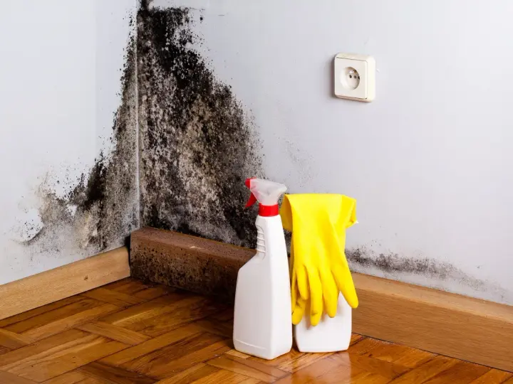 Schimmelbefall an der Wand, daneben Sprühflasche und Handschuhe für die Schimmelbeseitigung.