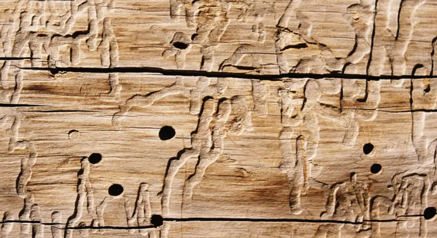 Holzwurm-Gänge und -Löcher im Holz. Die Spuren zeigen, wie der Holzwurm sich durch das Material gefressen hat.