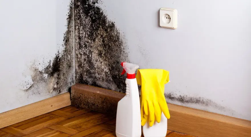 Schimmelbefall an der Wand, daneben Sprühflasche und Handschuhe für die Schimmelbeseitigung.