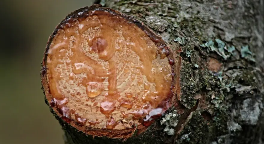Frisch geschnittener Baumstamm mit tropfendem Harz. Das Harz von Holz entfernen ist eine natürliche Reaktion des Baumes.