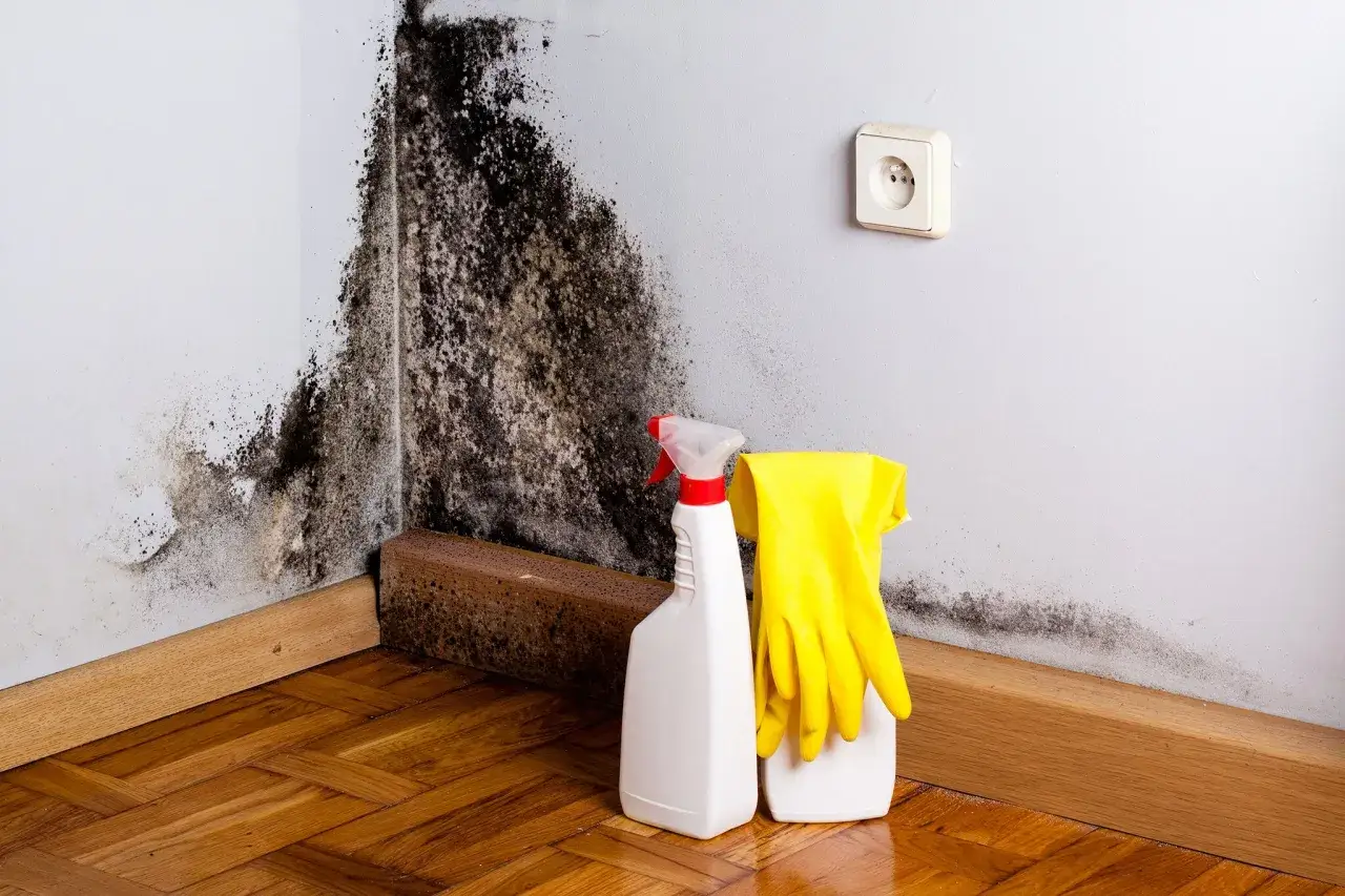 Schimmelbefall an der Wand, daneben Sprühflasche und Handschuhe für die Schimmelbeseitigung.